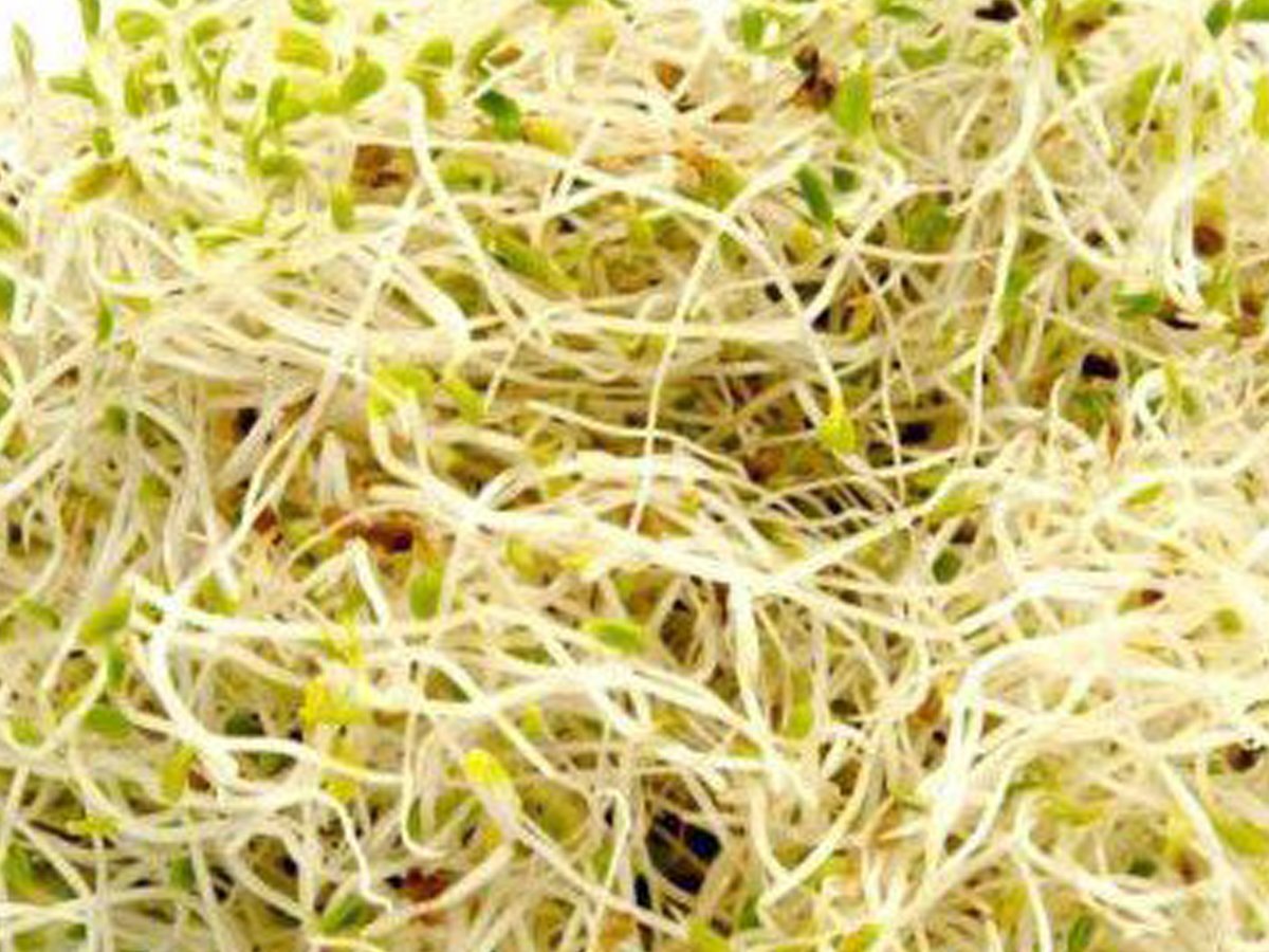 11 Best Benefits of Sprouts | Organic Facts