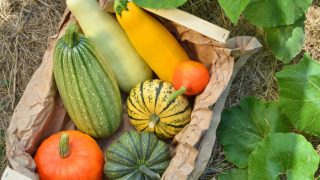 A box filled with different types of squash vegetables