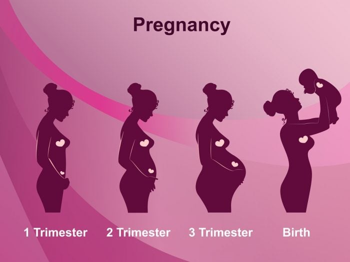 1st 2nd And 3rd Trimester Chart