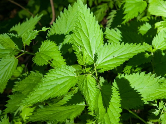 11 Amazing Benefits Of Stinging Nettle Organic Facts 11 Amazing Benefits Of Stinging Nettle Organic Facts