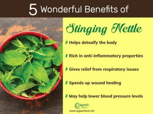 10 Science Backed Benefits Of Stinging Nettle Organic Facts 10 Science Backed Benefits Of Stinging Nettle Organic Facts