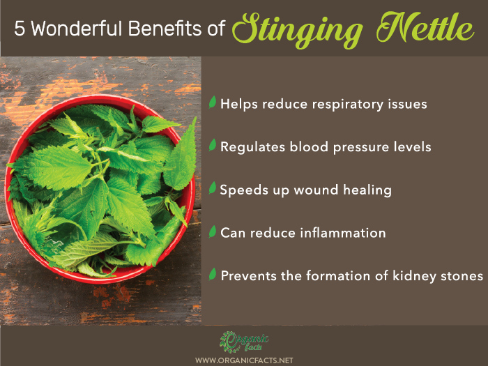 Health benefits of stinging nettle infographic