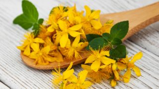 A wooden spoon of fresh St. John's Wort flowers
