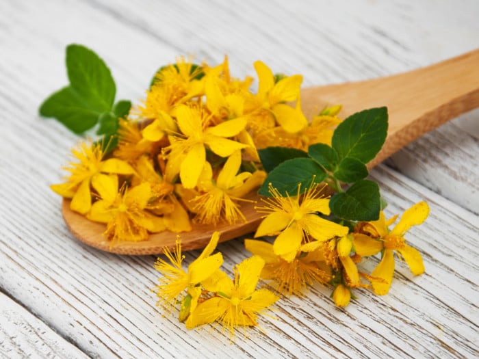 A wooden spoon of fresh St. John's Wort flowers