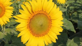A bright yellow sunflower in the middle of the field