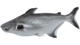 Close-up view of swai fish on a white background