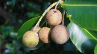 9 Incredible Benefits of Tamanu Oil