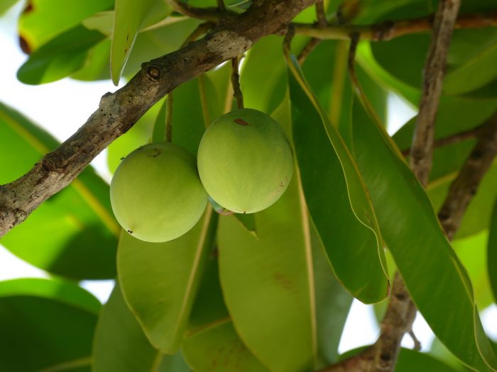 tamanu oil benefits side effects organic facts figs health benefits