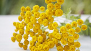 A bunch of tansy
