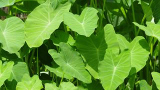 Close-up image of taro leaves on a sunny day