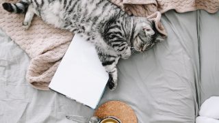 7 Best Teas For A Good Night’s Sleep