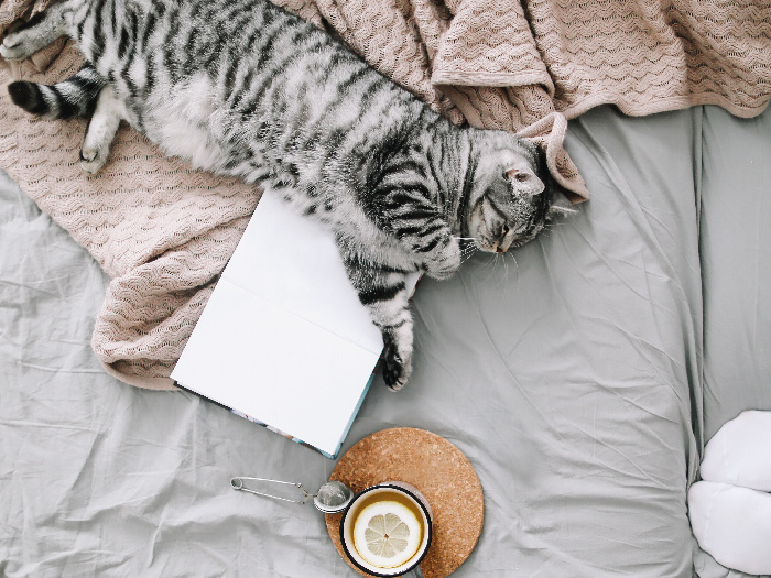 A cute cat sleeping, book and cup of lemon tea on a warm soft bed