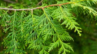 Close up of leaves of the thuja tree