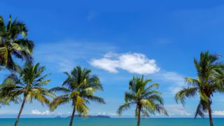 Palm trees facing the beach