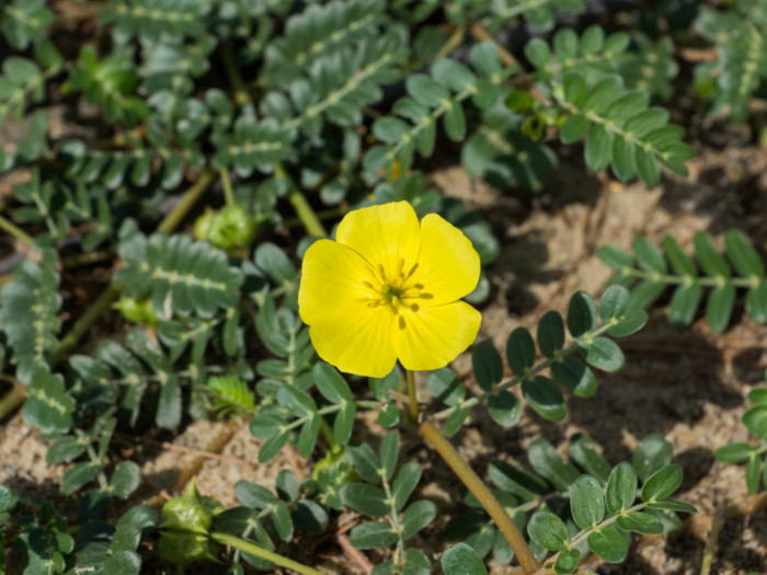 A bloomed Tribulus terrestris flower