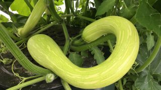 Close up of a Trombonchio summer squash