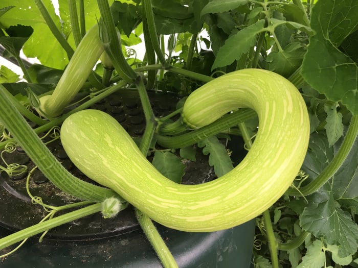 Close up of a Tromboncino Squash