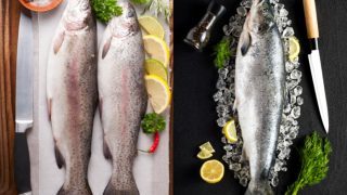 Trout fish and salmon comparison image
