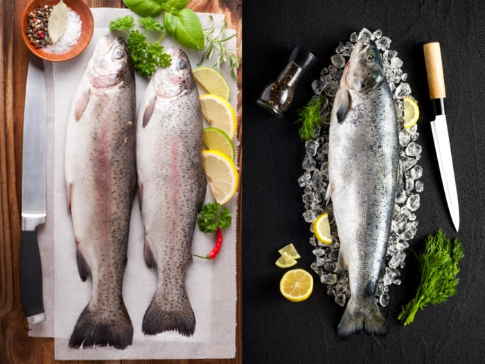 Difference Between Trout vs Salmon