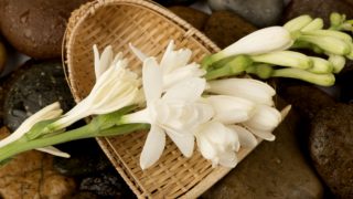 Tuberose flowers