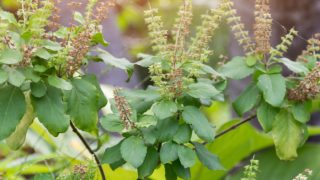 Close up of tulsi or holy basil leaves