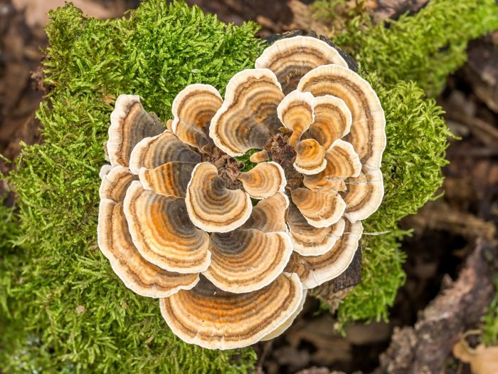 A top shot of turkey tail mushroom in full bloom with a blurred background