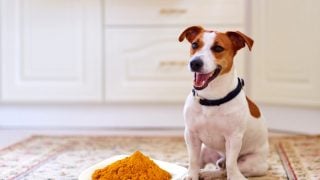 Turmeric for Dogs: Benefits & Dosage