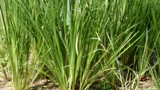 Close-up of tall grass stalks