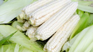 Close-up of raw white corn with ears on a wooden table