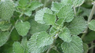 Close up of fresh white horehound plant in the forest