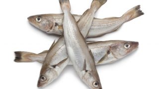 Close-up of raw and fresh merling or whiting fish on a white background