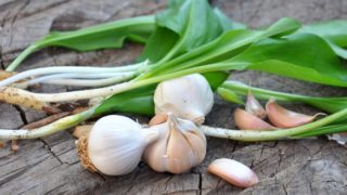 Close up of wild garlic herbs with whole garlic on a wooden table