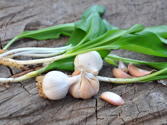 Surprising Benefits of Wild Garlic (Allium Ursinum)