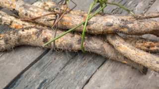 A bunch of wild yam roots on a wooden table
