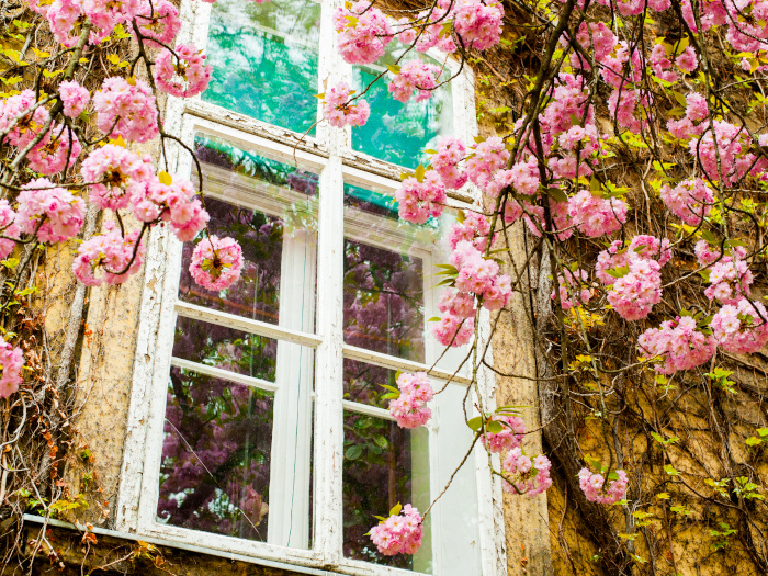 Beautiful pink cherry flowers around a white window