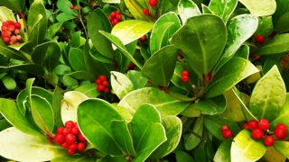 Close up of fresh wintergreen leaves with red berries in the forest