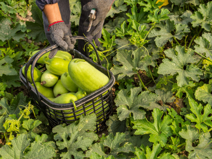 A man in a farm picking and putting fresh winter melon fruits in a basket