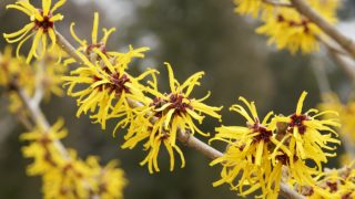 Close up of fresh witch hazel flowers