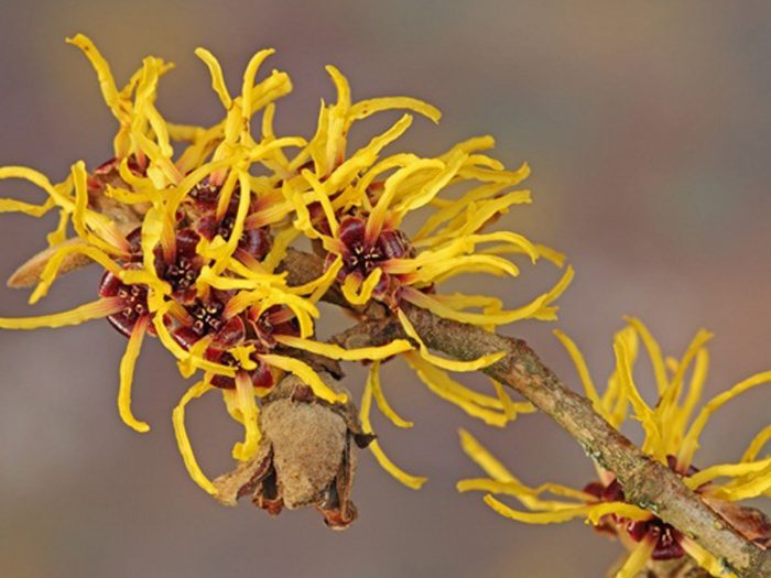 9 Wonderful Benefits of Witch Hazel Organic Facts
