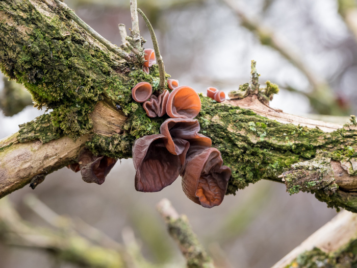 Wood ear, Jews ear or jelly ear (Auricularia auricula-judae) in autumnal forest