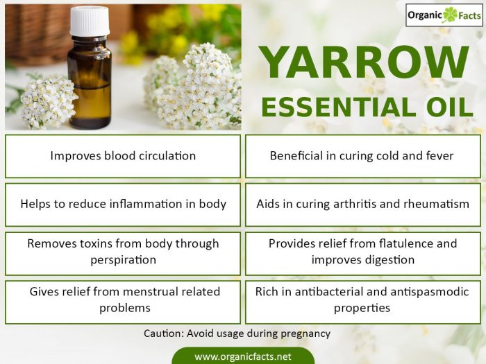 An infographic on health benefits of yarrow essential oil