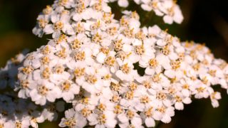 Close up of white yarrow flowers