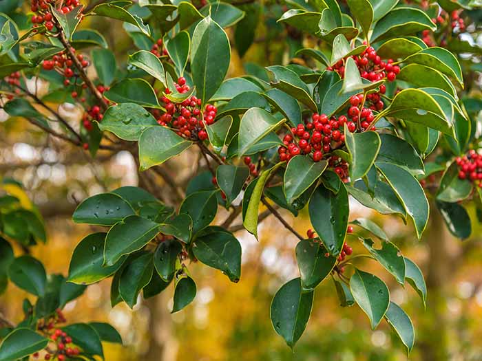 Yaupon leaves and fruit on the tree