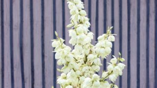 Close-up of fresh white yucca flowers on a purple-blue stripped background