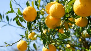 What Is Yuzu Juice & How To Use It