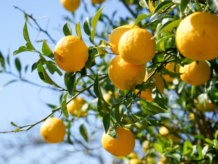 What Is Yuzu? Health Benefits, Taste and How to Use It