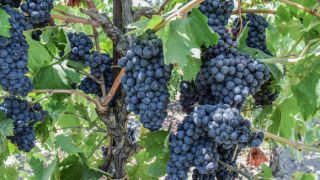 Bunches of fresh and ripe blue zinfandel grapes hanging in the vineyard
